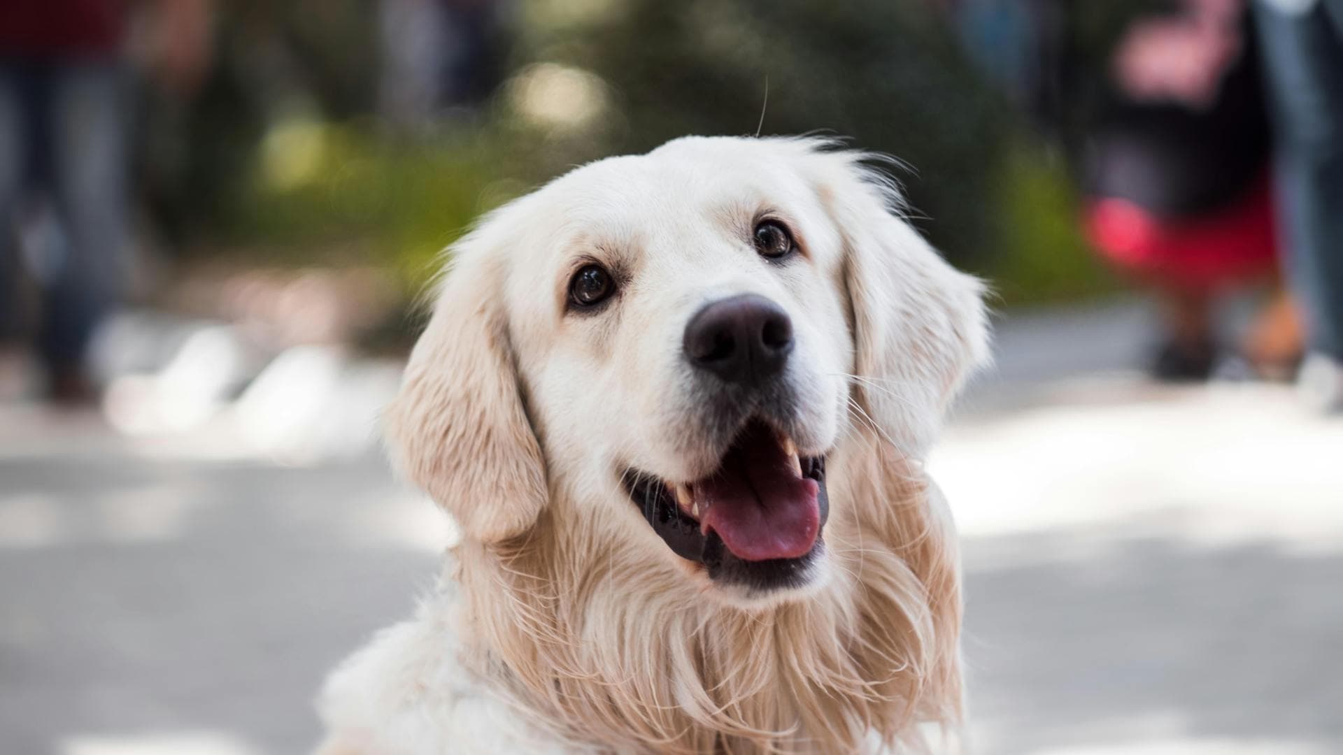 B&B met hond in Groningen - Vakantie met je viervoeter