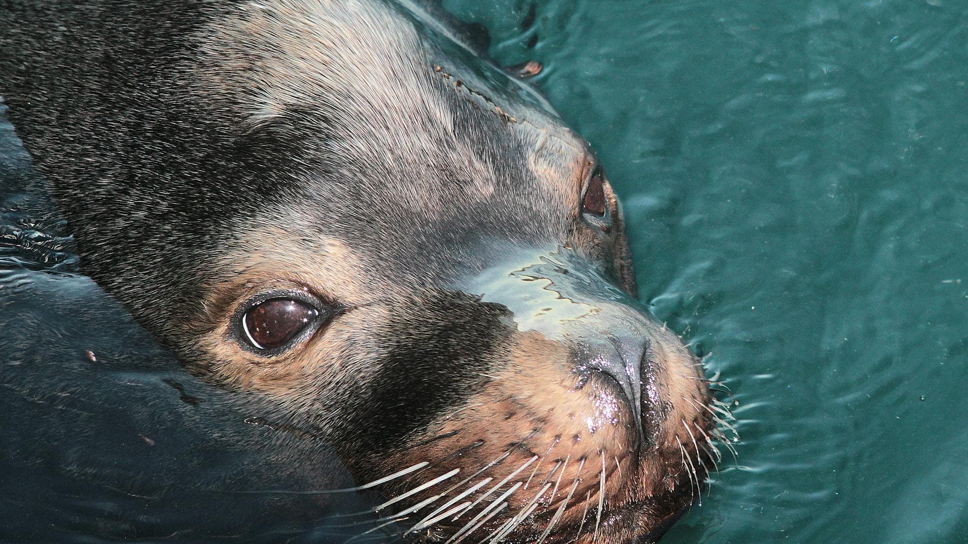 Zeehonden in Pieterburen - Van Opvangcentrum tot Wilde Wadplaten