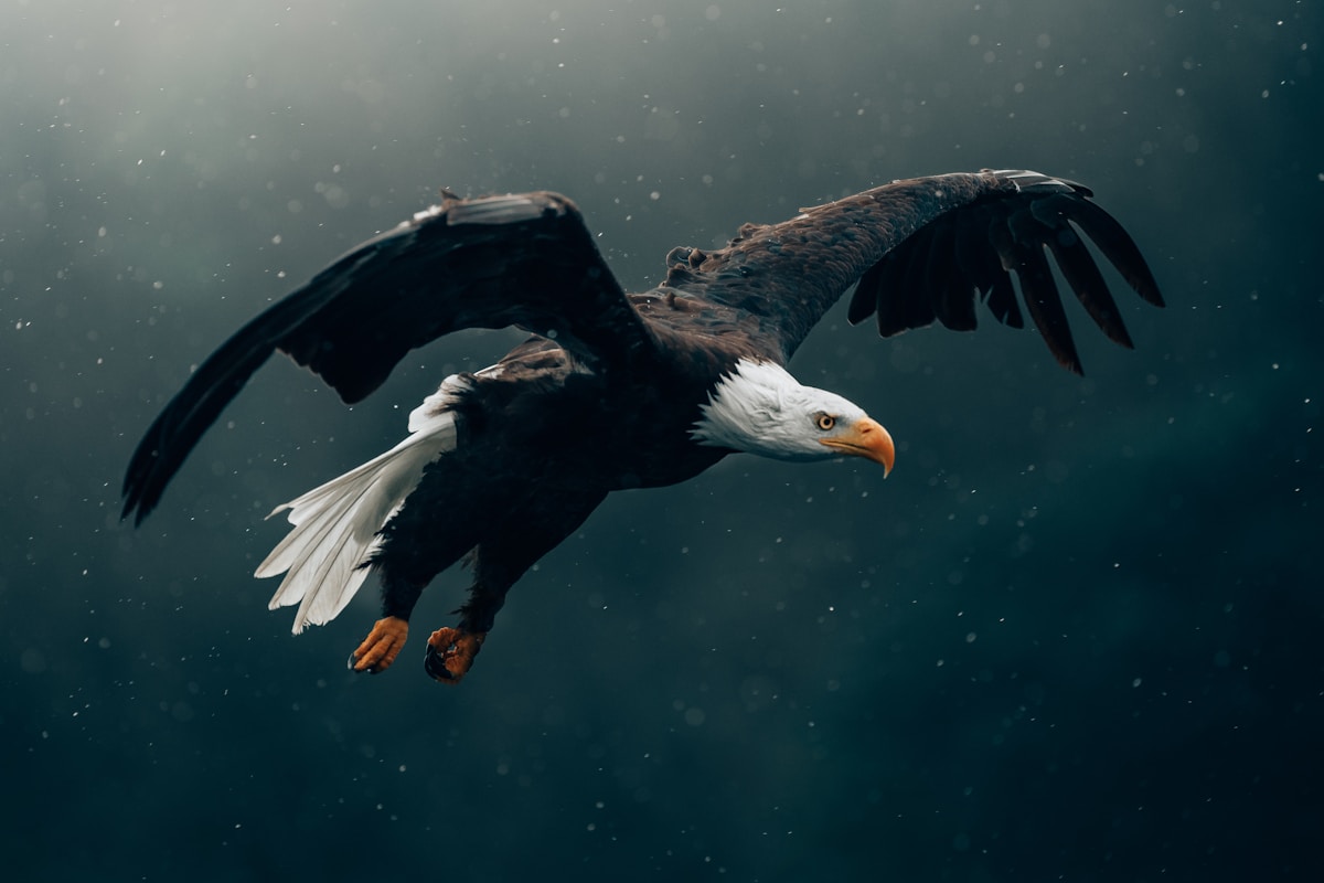 Zeearend boven het Groningse landschap