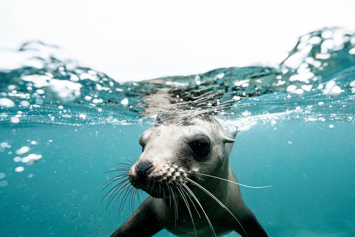 Zeehond van dichtbij